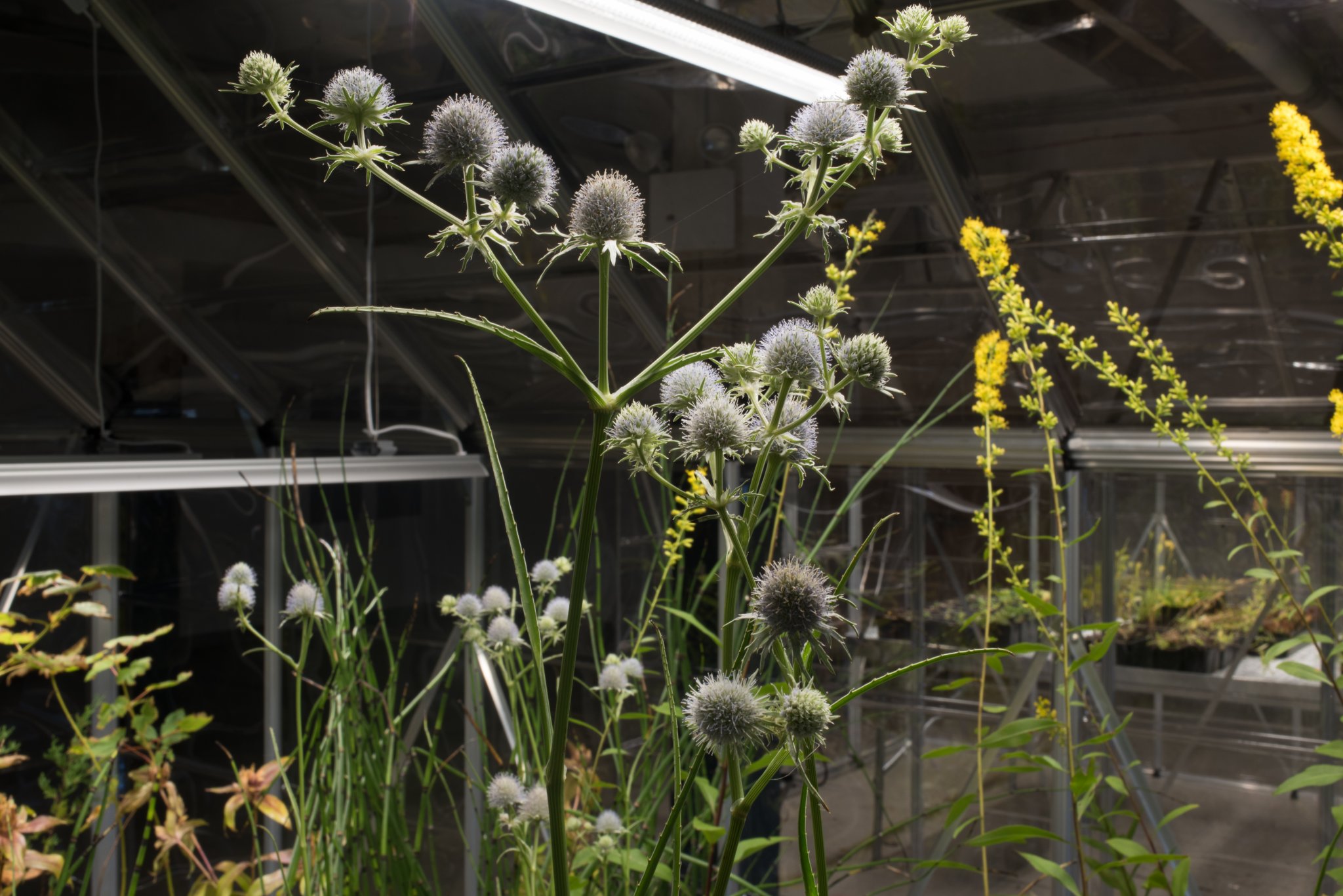 Michael Wang: Extinct in New York LMCC Swiss Institute Governor's Island