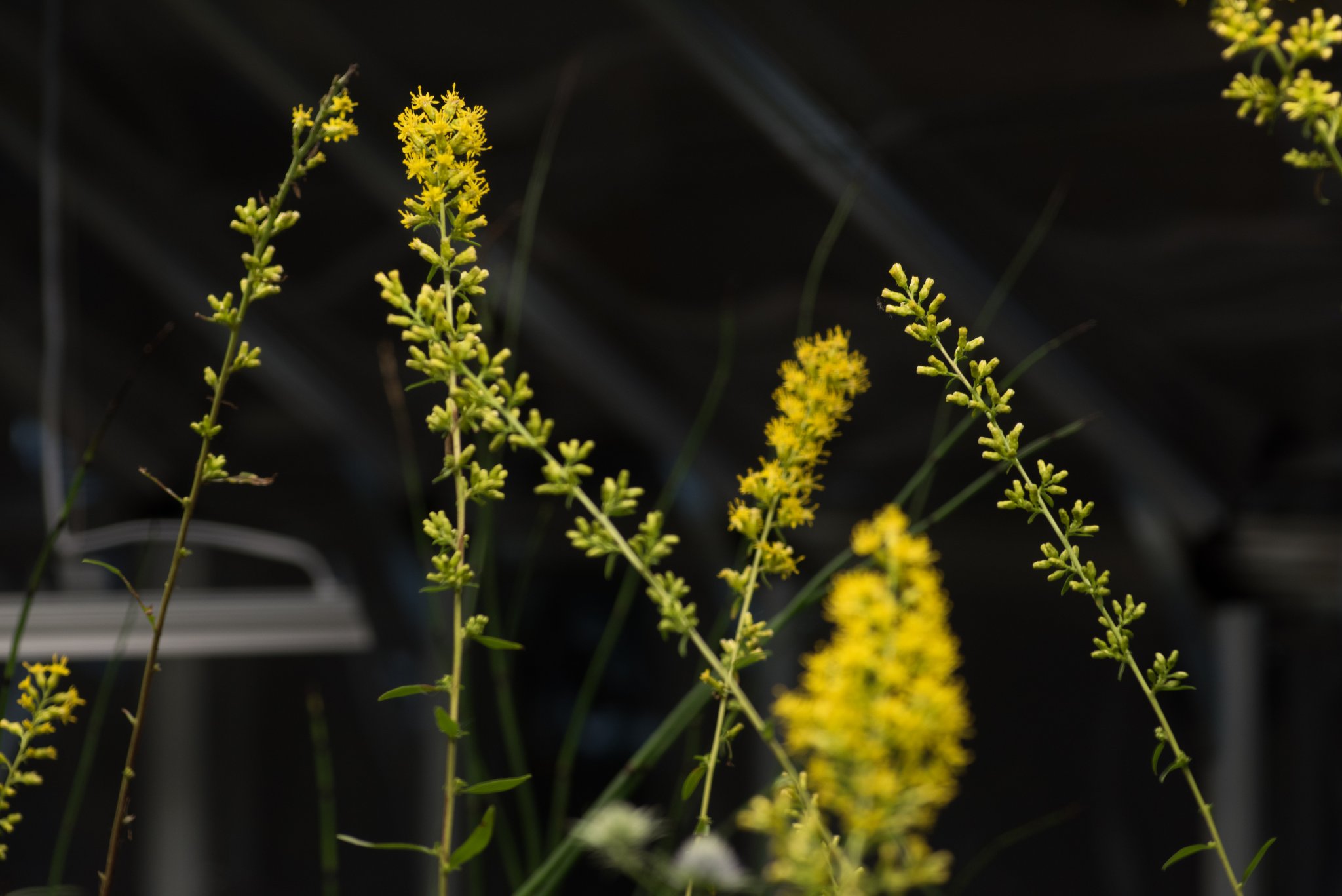 Michael Wang: Extinct in New York LMCC Swiss Institute Governors Island