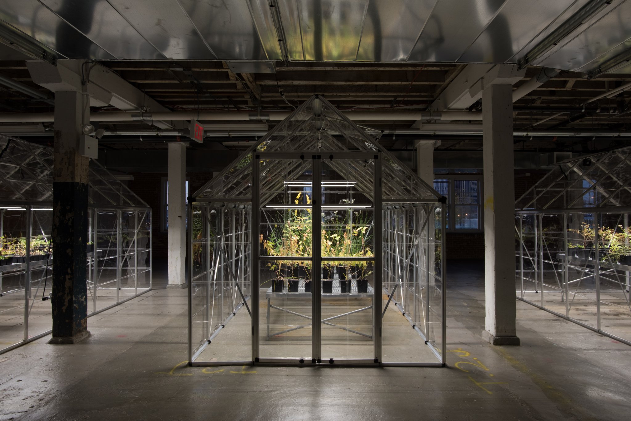 Michael Wang: Extinct in New York LMCC Swiss Institute Governors Island